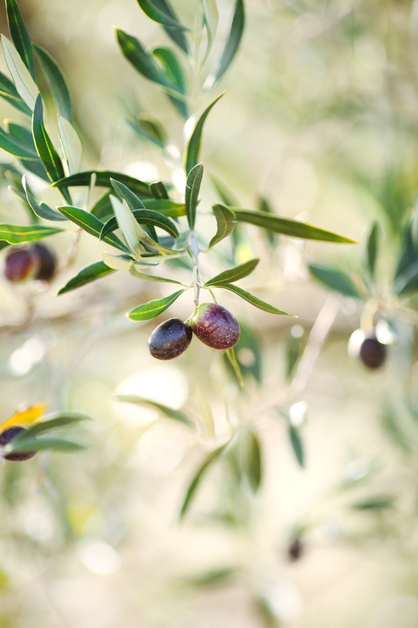 olive-inspired-wedding-ideas